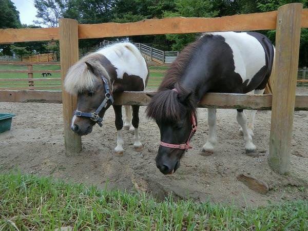 🌳 시민 사계절의 숲 (시민 시키노모리) 이미지 4